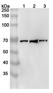 Western blot analysis was performed using anti-AF9 polyclonal antibody at 1ug/mL on various samples.
Lane 1: THP-1 cell lysate
Lane 2: HepG2 cell lysate
Lane 3: Hela cell lysate