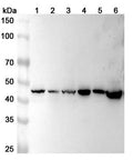 Western blot analysis was performed using anti-ACTR1B  polyclonal antibody at 1ug/mL on various samples.
Lane 1: HepG2 cell lysate
Lane 2: Hela cell lysate
Lane 3: 293T cell lysate
Lane 4: Jurkat cell lysate
Lane 5: U87 cell lystae
Lane 6: Mouse lung lysate