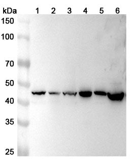Western blot analysis was performed using anti-ACTR1B  polyclonal antibody at 1ug/mL on various samples.
Lane 1: HepG2 cell lysate
Lane 2: Hela cell lysate
Lane 3: 293T cell lysate
Lane 4: Jurkat cell lysate
Lane 5: U87 cell lystae
Lane 6: Mouse lung lysate