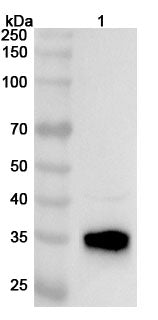 Western blot analysis was performed using anti-ASAP polyclonal antibody at 1ug/mL on various samples.
Lane 1: Rat kidney lysate