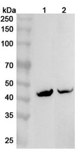 Western blot analysis was performed using anti-KCNJ5 polyclonal antibody at 1ug/mL on various samples.
Lane 1: Mouse heart lysate
Lane 2: Rat heart lysate