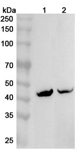 Western blot analysis was performed using anti-KCNJ5 polyclonal antibody at 1ug/mL on various samples.
Lane 1: Mouse heart lysate
Lane 2: Rat heart lysate