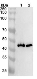Western blot analysis was performed using anti-LHX2  polyclonal antibody at 1ug/mL on various samples.
Lane 1: Mouse brain lysate
Lane 2: Rat brain lysate