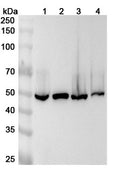 Western blot analysis was performed using anti-ALDH9A1  polyclonal antibody at 1ug/mL on various samples.
Lane 1: NIH3T3 cell lysate
Lane 2: 293T cell lysate
Lane 3: Hela cell lysate
Lane 4: Jurkat cell lysate
