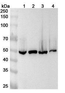 Western blot analysis was performed using anti-ALDH9A1  polyclonal antibody at 1ug/mL on various samples.
Lane 1: NIH3T3 cell lysate
Lane 2: 293T cell lysate
Lane 3: Hela cell lysate
Lane 4: Jurkat cell lysate
