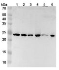 Western blot analysis was performed using anti-PSMB3  polyclonal antibody at 1ug/mL on various samples.
Lane 1: Hela cell lysate
Lane 2: MCF-7 cell lysate
Lane 3: Jurkat cell lysate
Lane 4: HepG2 cell lysate
Lane 5: NIH3T3 cell lysate