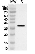 Western blot analysis was performed using anti-KCNJ1 polyclonal antibody at 1ug/mL on recombinant KCNJ1 (Catalog No. HA668012).