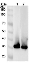Western blot analysis was performed using anti-AKR1D1 polyclonal antibody at 1ug/mL on various samples.
Lane 1: HepG2 cell lysate
Lane 2: Mouse liver lysate