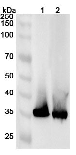Western blot analysis was performed using anti-AKR1D1 polyclonal antibody at 1ug/mL on various samples.
Lane 1: HepG2 cell lysate
Lane 2: Mouse liver lysate