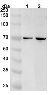 Western blot analysis was performed using anti-PRKCH polyclonal antibody at 1ug/mL on various samples.
Lane 1: MCF-7 cell lysate
Lane 2: Jurkat cell lysate