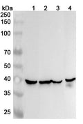 Western blot analysis was performed using anti-IDH3G polyclonal antibody at 1ug/mL on various samples.
Lane 1: Mouse heart lysate
Lane 2: Mouse brain lysate
Lane 3: Rat heart lysate
Lane 4: Rat brain lysate