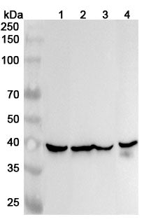 Western blot analysis was performed using anti-IDH3G polyclonal antibody at 1ug/mL on various samples.
Lane 1: Mouse heart lysate
Lane 2: Mouse brain lysate
Lane 3: Rat heart lysate
Lane 4: Rat brain lysate