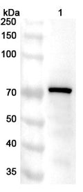 Western blot analysis was performed using anti-RPA1  polyclonal antibody at 1ug/mL on various samples.
Lane 1: Lncap cell lysate