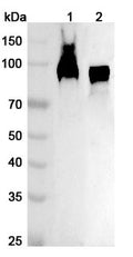 Western blot analysis was performed using anti-RAP1GAP  polyclonal antibody at 1ug/mL on various samples.
Lane 1: Mouse brain lysate
Lane 2: Rat brain lysate