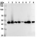Western blot analysis was performed using anti-FNTB  polyclonal antibody at 1ug/mL on various samples.
Lane 1: HepG2 cell lysate
Lane 2: 293T cell lysate
Lane 3: K562 cell lysate
Lane 4: A431 cell lysate
Lane 5: U87 cell lystae
Lane 6: A375 cell lysate
Lane 7: Mouse brain lysate
Lane 8: Rat brain lysate