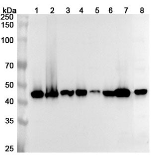 Western blot analysis was performed using anti-FNTB  polyclonal antibody at 1ug/mL on various samples.
Lane 1: HepG2 cell lysate
Lane 2: 293T cell lysate
Lane 3: K562 cell lysate
Lane 4: A431 cell lysate
Lane 5: U87 cell lystae
Lane 6: A375 cell lysate
Lane 7: Mouse brain lysate
Lane 8: Rat brain lysate