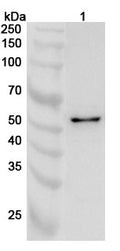 Western blot analysis was performed using anti-PRIM2  polyclonal antibody at 1ug/mL on various samples.
Lane 1: 293T cell lysate
