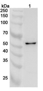 Western blot analysis was performed using anti-PRIM2  polyclonal antibody at 1ug/mL on various samples.
Lane 1: 293T cell lysate