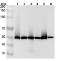 Western blot analysis was performed using anti-POLD2  polyclonal antibody at 1ug/mL on various samples.
Lane 1: Hela cell lysate
Lane 2: Jurkat cell lysate
Lane 3: 293T cell lysate
Lane 4: NIH3T3 cell lysate
Lane 5: HL-60 cell lysate
Lane 6: HepG2 cell lysate