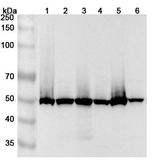 Western blot analysis was performed using anti-POLD2  polyclonal antibody at 1ug/mL on various samples.
Lane 1: Hela cell lysate
Lane 2: Jurkat cell lysate
Lane 3: 293T cell lysate
Lane 4: NIH3T3 cell lysate
Lane 5: HL-60 cell lysate
Lane 6: HepG2 cell lysate