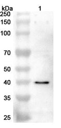 Western blot analysis was performed using anti-PCYT1A polyclonal antibody at 1ug/mL on various samples.
Lane 1: NIH3T3 cell lysate