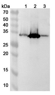 Western blot analysis was performed using anti-ARL4D polyclonal antibody at 1ug/mL on various samples.
Lane 1: Hela cell lysate
Lane 2: SH-SY5Y cell lysate
Lane 3: C2C12 cell lysate