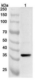 Western blot analysis was performed using anti-AKR1C2  polyclonal antibody at 1ug/mL on various samples.
Lane 1: K562 cell lysate