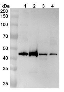 Western blot analysis was performed using anti-ZNF24 polyclonal antibody at 1ug/mL on various samples.
Lane 1: Hela cell lysate
Lane 2: Jurkat cell lysate
Lane 3: 293T cell lysate
Lane 4: THP-1 cell lysate