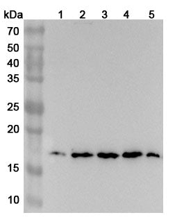 Western blot analysis was performed using anti-RPS13 polyclonal antibody at 1ug/mL on various samples.
Lane 1: MCF-7 cell lysate
Lane 2: U87 cell lystae
Lane 3: Hela cell lysate
Lane 4: BxPC-3 cell lysate
Lane 5: A549 cell lysate