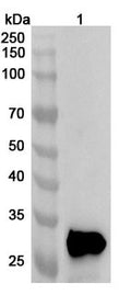 Western blot analysis was performed using anti-CRYBB1 polyclonal antibody at 1ug/mL on various samples.
Lane 1: Rat eye lysate