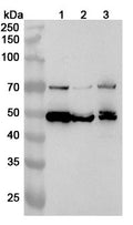 Western blot analysis was performed using anti-PTPN5 polyclonal antibody at 1ug/mL on various samples.
Lane 1: HL-60 cell lysate
Lane 2: HepG2 cell lysate
Lane 3: Jurkat cell lysate
