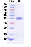 Recombinant Human TLE5 Protein, N-His-KSI