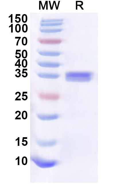 Recombinant Human TLE5 Protein, N-His-KSI