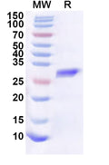 Recombinant Human SRRM4 Protein, N-His-KSI