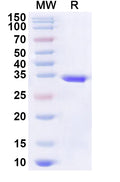 Recombinant Human NUPR1 Protein, N-His-KSI
