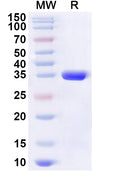 Recombinant Human BEX3 Protein, N-His-KSI