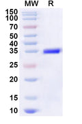 Recombinant Human MOBP Protein, N-GST & C-His