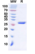Recombinant Human CARTPT Protein, N-GST & C-His
