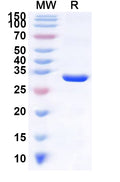 Recombinant Human AMER1 Protein, N-GST & C-His