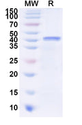 Recombinant Human PSG9 Protein, N-His