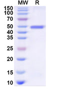 Recombinant Human GRB14 Protein, N-His