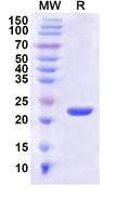 Recombinant Human MLEC Protein, N-His