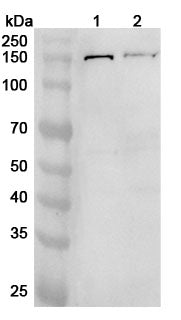 Western blot analysis was performed using anti-TGFBR3 polyclonal antibody at 1ug/mL on various samples.
Lane 1: NIH3T3 cell lysate
Lane 2: PC-12 cell lysate