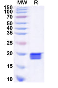 Recombinant Human EMX2 Protein, N-His