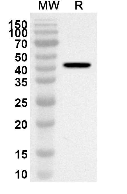 Western blot analysis was performed using anti-POLA2 polyclonal antibody at 1ug/mL on recombinant POLA2 (Catalog No. HA796012).