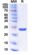 Recombinant Human GINS1 Protein, N-His