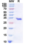 Recombinant Human NCOA2 Protein, N-His