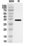 Western blot analysis was performed using anti-NCOA2 polyclonal antibody at 1ug/mL on recombinant NCOA2 (Catalog No. HA816012).