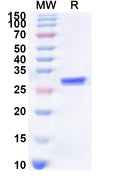 Recombinant Human CHRNA2 Protein, N-His