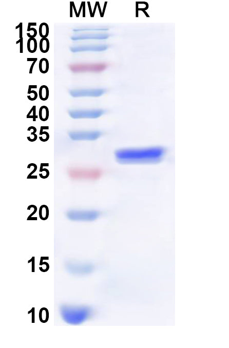 Recombinant Human CHRNA2 Protein, N-His